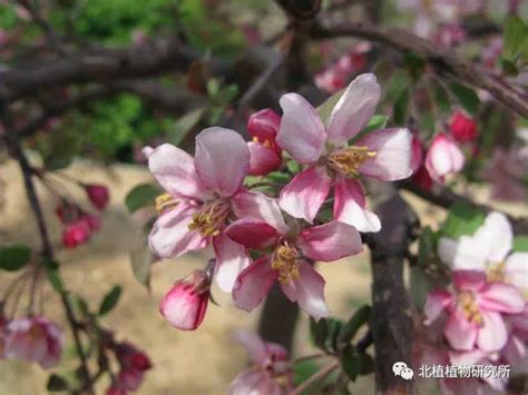 海棠花品種|海棠图鉴，50个海棠品种，你认识几种？